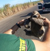 Caçados para abate, bichos-preguiça são resgatados em União dos Palmares