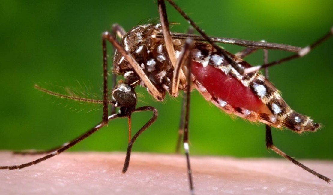 AL tem 11 municípios em situação de risco de surto de dengue, zika e chikungunya