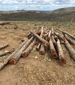 Propriedade em Traipu é autuada por desmatamento de 200 hectares durante FPI