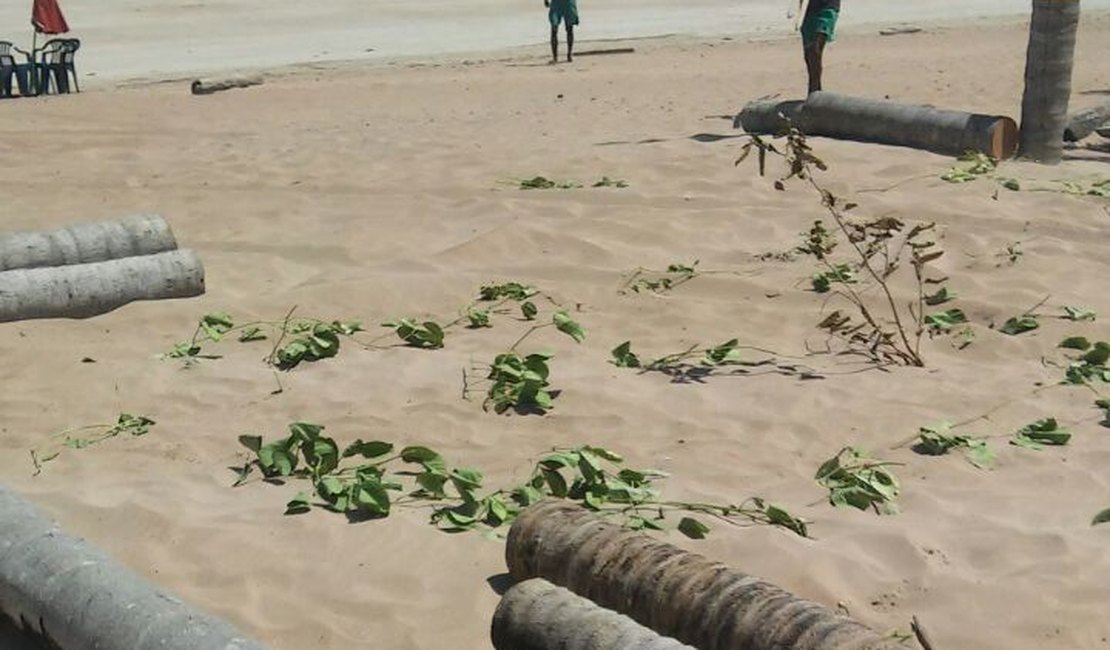 MP pede abertura de inquérito policial para investigar crime ambiental na Praia do Marceneiro