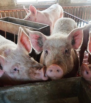 Exportações de carne suína chegam a 750,3 mil toneladas e batem recorde