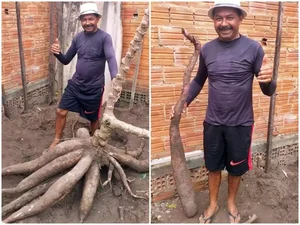 Pedreiro volta a colher raiz de macaxeira gigante em São Miguel dos Campos