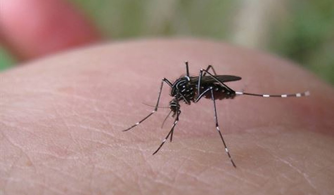 Quase mil cidades podem ter surto de dengue, zika e chikungunya no país