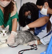 Animais da região do Pinheiro são vacinados contra a raiva