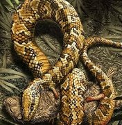 Cobra com quatro patas viveu no Ceará há 120 milhões de anos