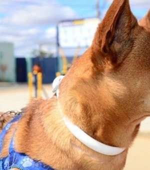 Cães recebem coleiras com inseticida para prevenir a leishmaniose em Palmeira dos Índios