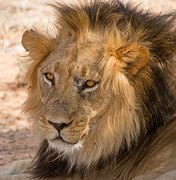 Leão de circo foge de jaula e mata 30 animais em Serrinha 