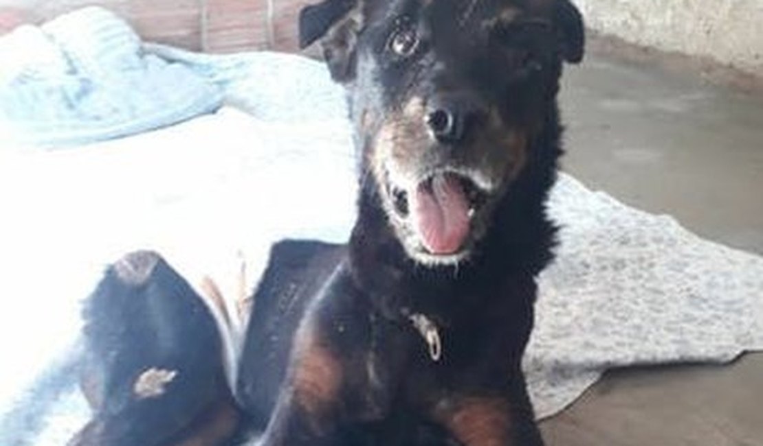Caso Dogão: suspeitos de enterrar cachorro vivo são multados em R$ 14 mil