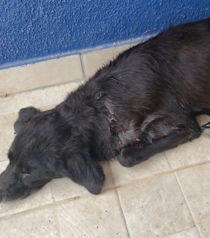 Cachorrinho ferido é resgatado por moradora em Arapiraca e precisa de lar temporário