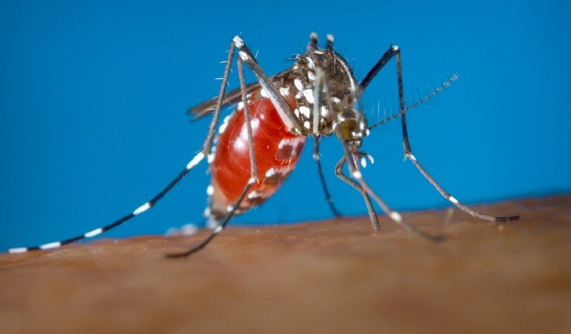 Fundação de Bill Gates quer combater o vírus zika usando mosquitos com DSTs