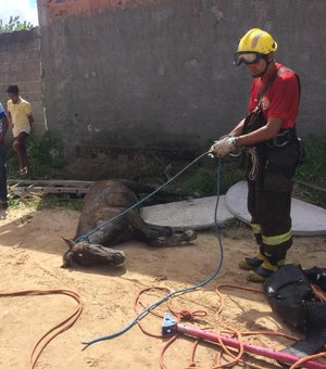 Bombeiros resgatam cavalo que caiu dentro de córrego em Maceió
