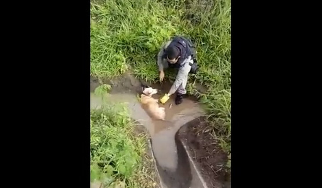 [Vídeo] Cachorro abandonado amarrado é resgatado por policias
