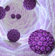 HPV e câncer de ânus: o risco é grande até para quem não faz sexo anal