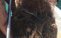 Operação recolhe mais de 200 metros de ‘rede fantasma’ nas Galés de Maragogi