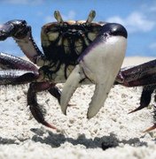 Período de defeso em proteção aos caranguejos uçá e guaiamum começa neste domingo