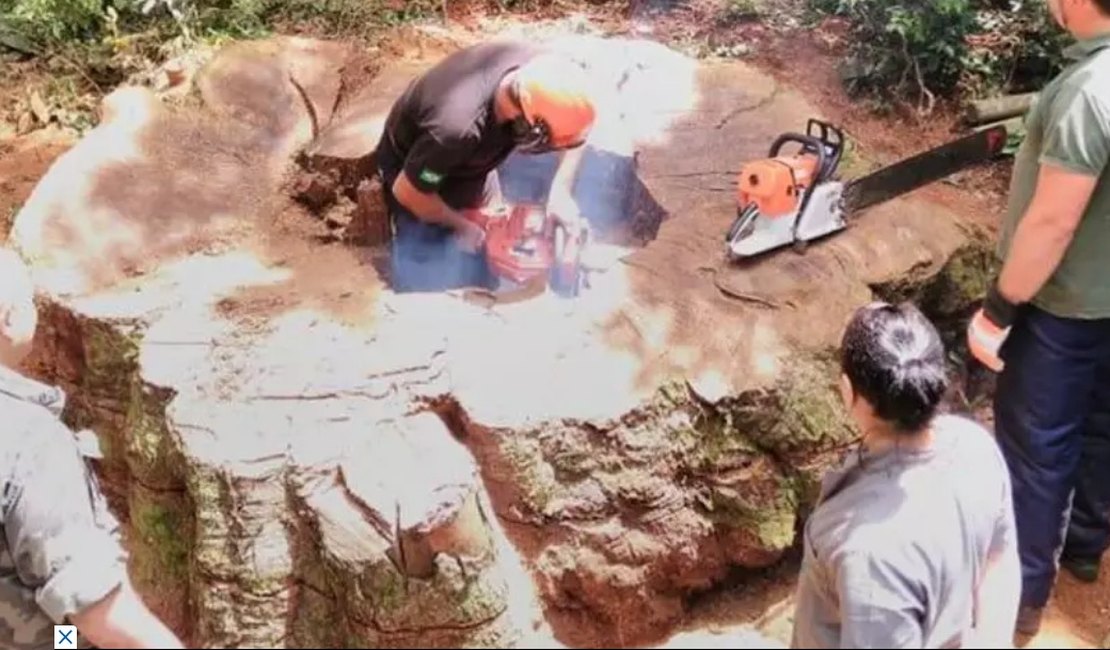 Árvore gigante de 535 anos é derrubada para virar cerca