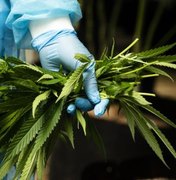Senado acata sugestão popular que libera de uso medicinal da cannabis