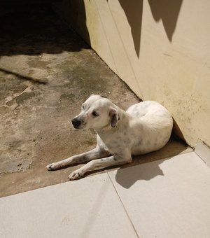 Família faz apelo para encontrar cadela de estimação em Arapiraca