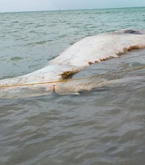 Biota identifica espécie de baleia encontrada morta na Praia do Patacho, em Porto de Pedras