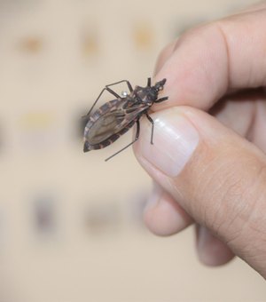 Saiba como se prevenir, diagnosticar e tratar a doença de Chagas