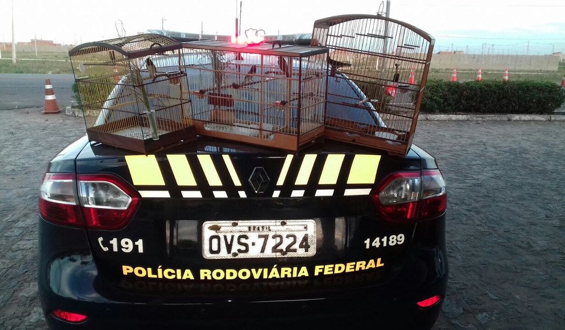 Dois são presos por transporte ilegal de animal silvestre e porte de arma de fogo