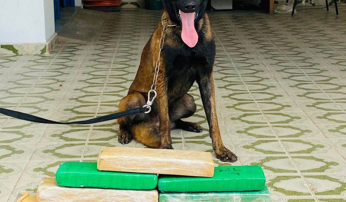 Homem escondia 12 kg de maconha dentro de casinha de cachorro em Arapiraca