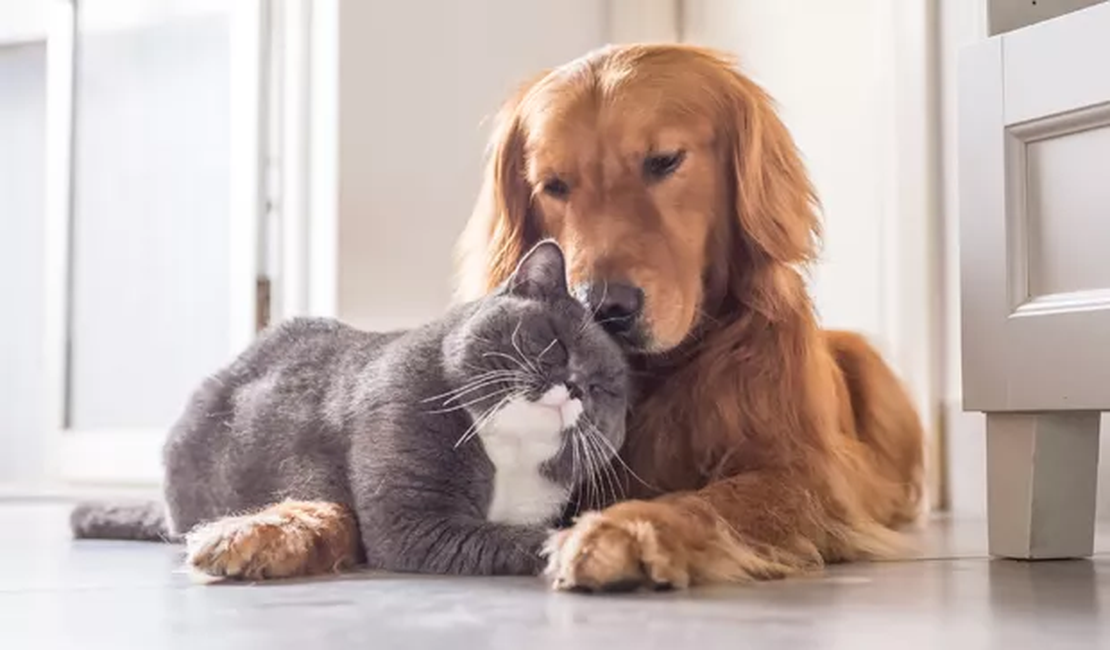Empresa alagoana lança sistema inteligente para alimentação de PETs
