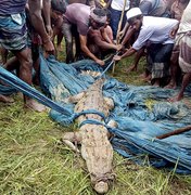 Crocodilo de espécie considera extinta em Bangladesh é capturado no país
