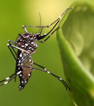 Arapiraca convoca população para o combate ao Aedes Aegypti