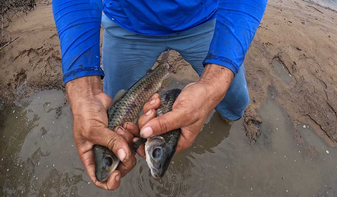 Operações da UHE Xingó seguem aprisionando peixes em áreas secadas