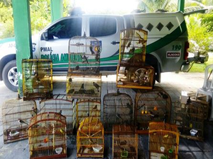 Polícia ambiental apreende 151 aves de feiras em Alagoas