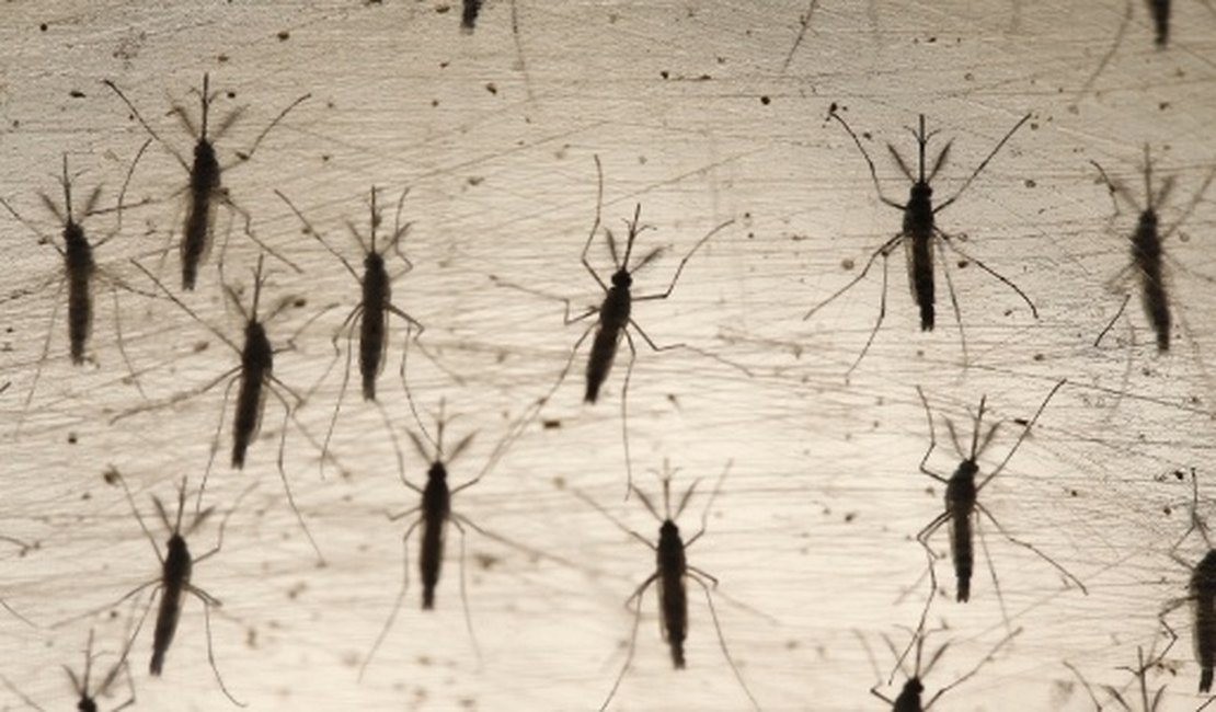 Alagoas está fora do teste da vacina contra a dengue