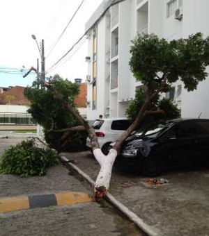Árvore cai em cima de carros em Maceió