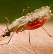 Brasil registra menor número de casos de malária em 35 anos