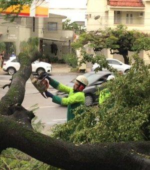 Prefeitura faz recolhimento árvores que caíram por causa das chuvas