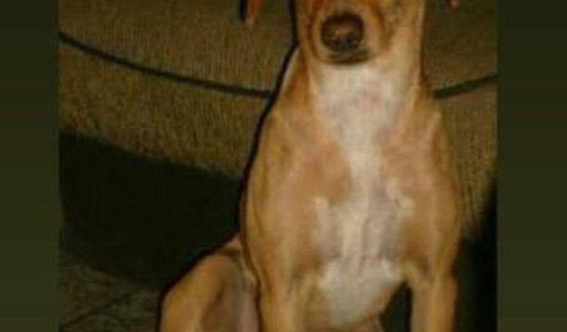 Família procura por cadela desaparecida em Arapiraca desde sexta