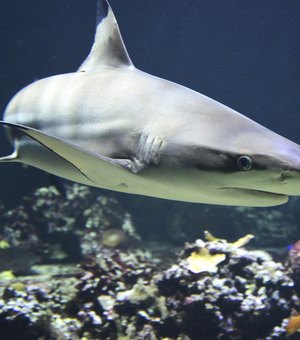 Estado se torna santuário ecológico para tubarões em extinção