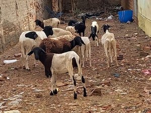 Animais furtados são recuperados em operação realizada pela Polícia militar em Delmiro Gouveia