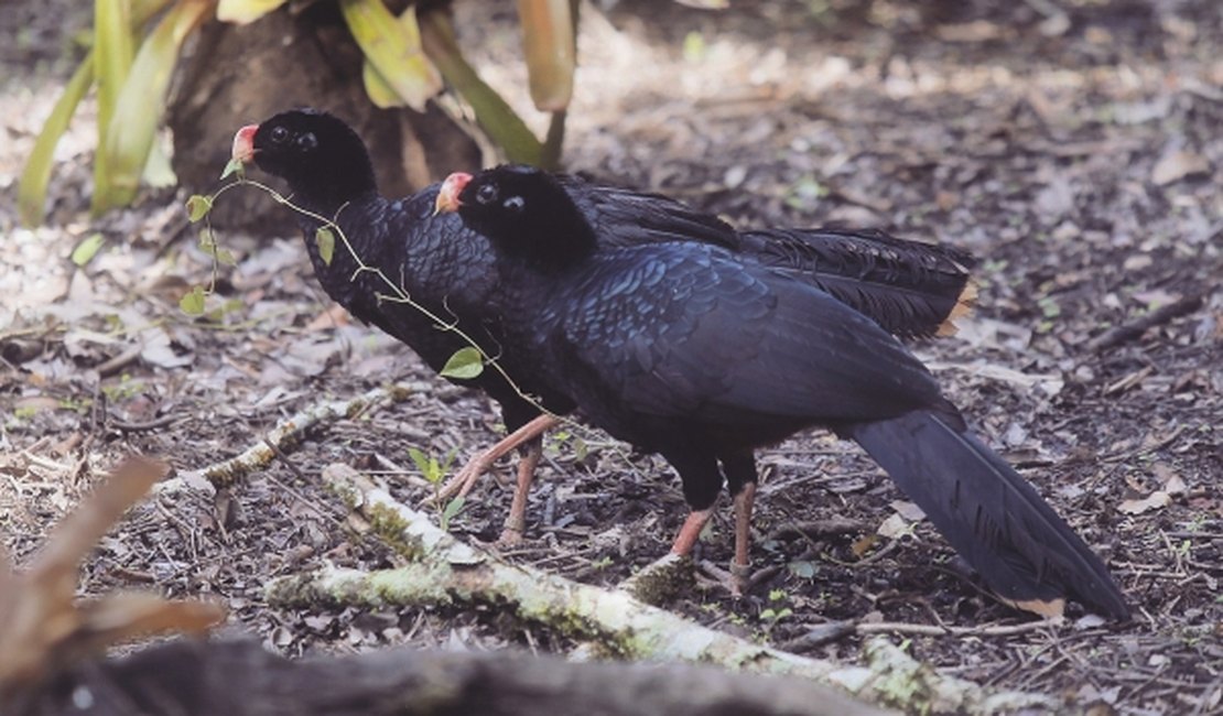Novo parque abrigará Mutum-de-Alagoas e outras espécies de aves
