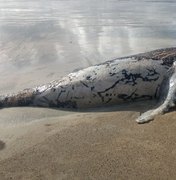 Carcaça de baleia jubarte é encontrada na praia de Japaratinga