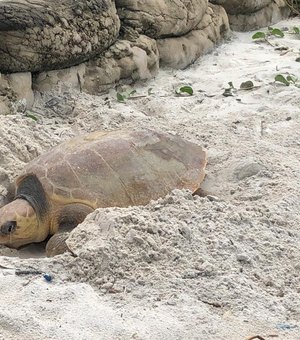 Tartaruga-cabeçuda é avistada desovando em praia do Pontal da Barra