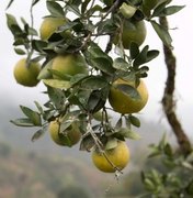 Produção de frutas na cidade de Murici diversifica o agronegócio alagoano