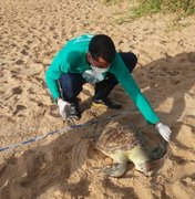 Tartaruga marinha é encontrada morta na Praia de Cruz das Almas, em Maceió
