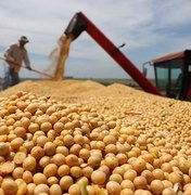 Cultura da soja fortalece a rota de exportação agrícola de Alagoas