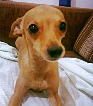 Família oferece recompensa para recuperar cachorro perdido em Arapiraca