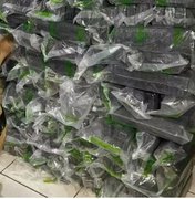 Cachorro policial especialista em drogas é batizado 'Maradona' em MS