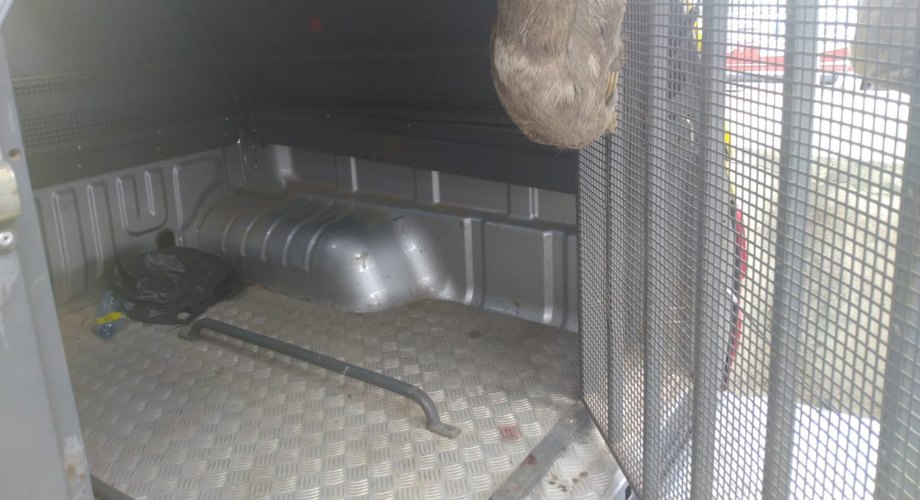 Policia Militar de Messias resgata Bicho-preguiça; animal seria transportado para o abate
