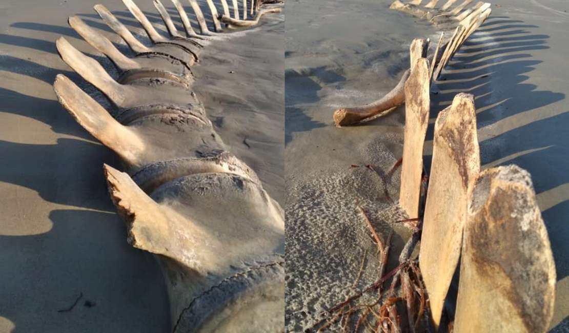 Esqueleto gigante é desenterrado por acaso em praia do litoral de SP e vira atração