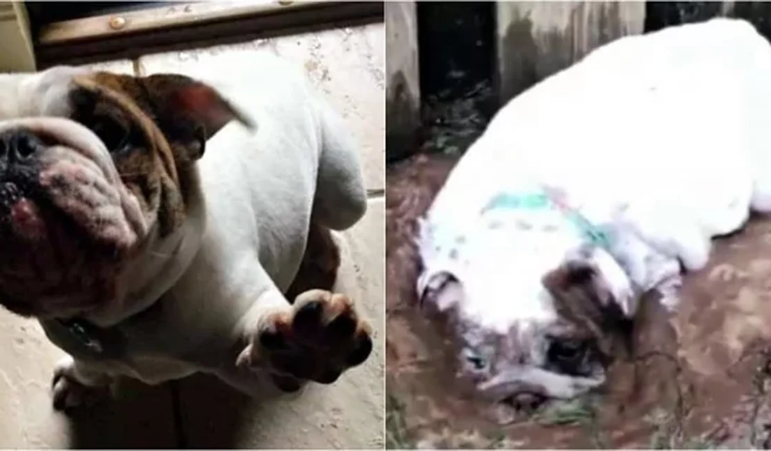 Bulldog viraliza após ser flagrada rolando na lama e perseguindo sua dona