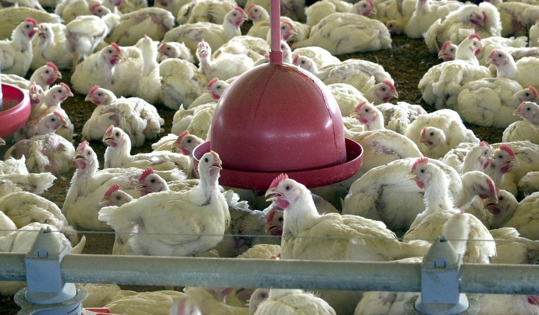 Setor vê 'jogada comercial' da China em notícia sobre frango
